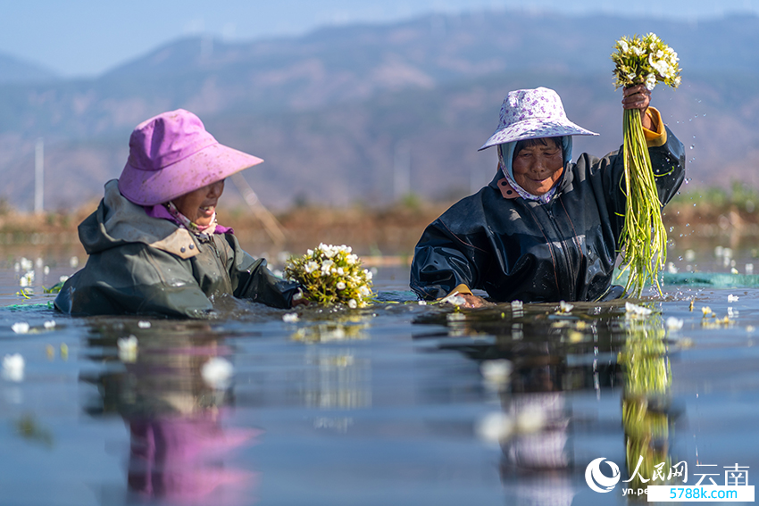 洱源县右所镇的农户正在采摘东说念主工素质的海菜花。赵勇摄